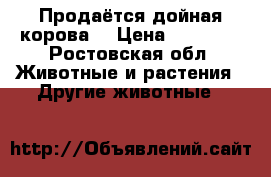 Продаётся дойная корова. › Цена ­ 55 000 - Ростовская обл. Животные и растения » Другие животные   
